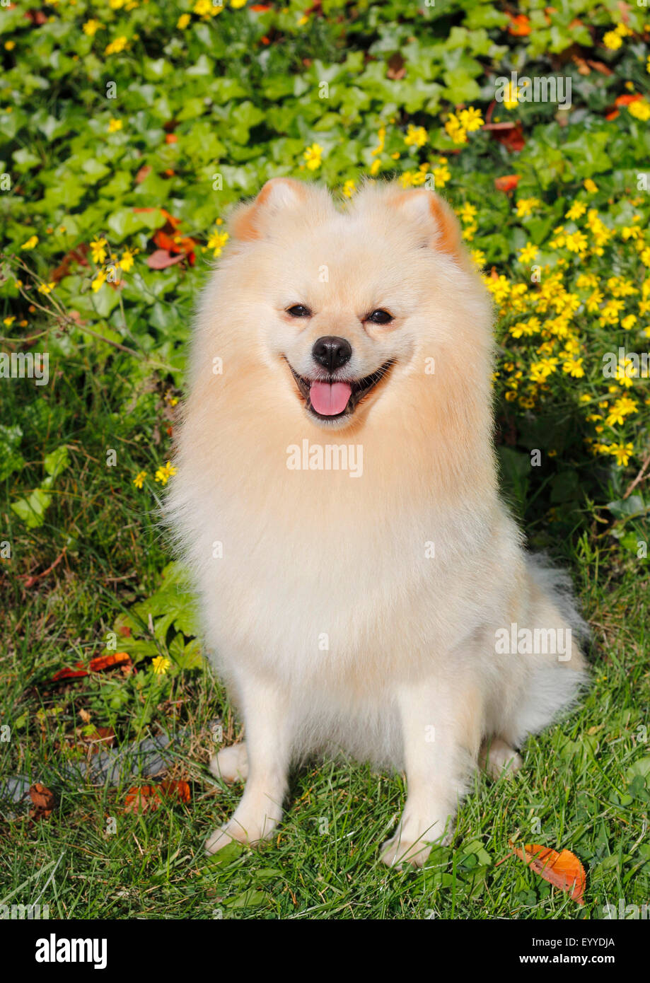 Miniature Spitz (Canis lupus f. familiaris), two years old male dog sitting in a meadow, Germany Stock Photo