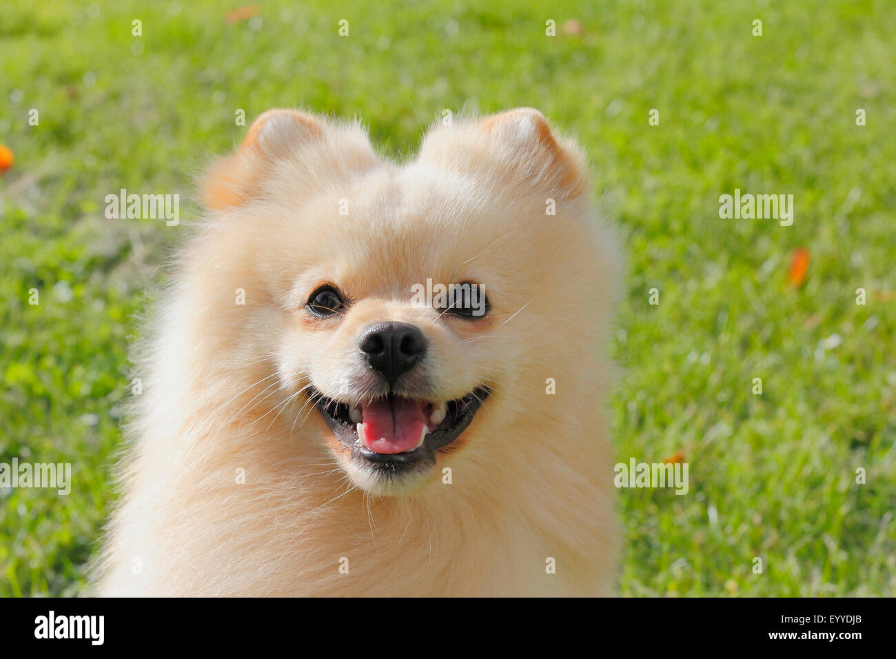 Miniature Spitz (Canis lupus f. familiaris), portrait of a two years old male dog, Germany Stock Photo