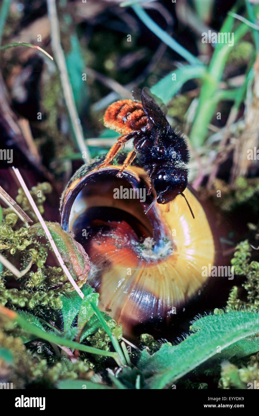 Bicoloured mason bee, Mason bee (Osmia bicolor), on a snail shell, Germany Stock Photo