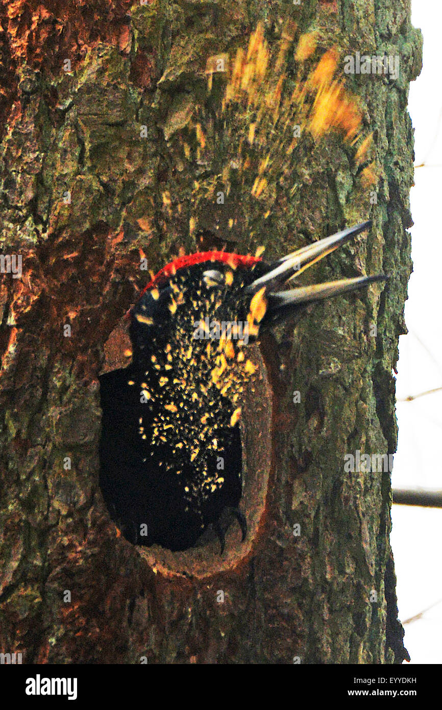 black woodpecker (Dryocopus martius), black woodpecker at building a