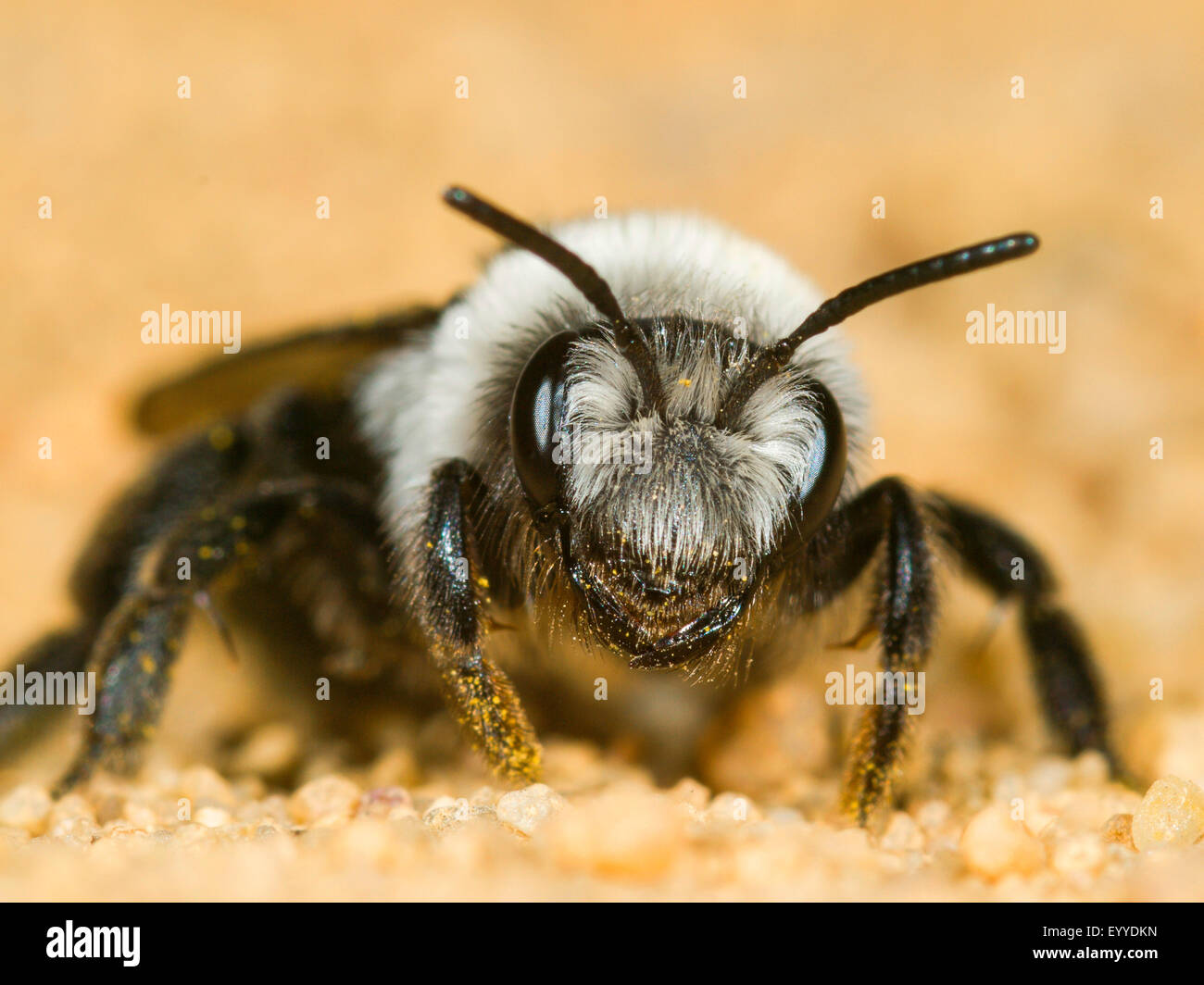 mining bee (Andrena cineraria), female on sandy ground, Germany Stock Photo