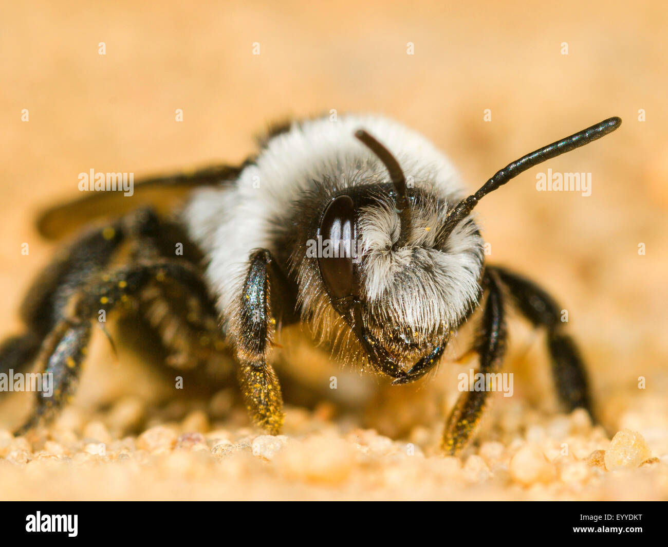 mining bee (Andrena cineraria), female on sandy ground, Germany Stock Photo