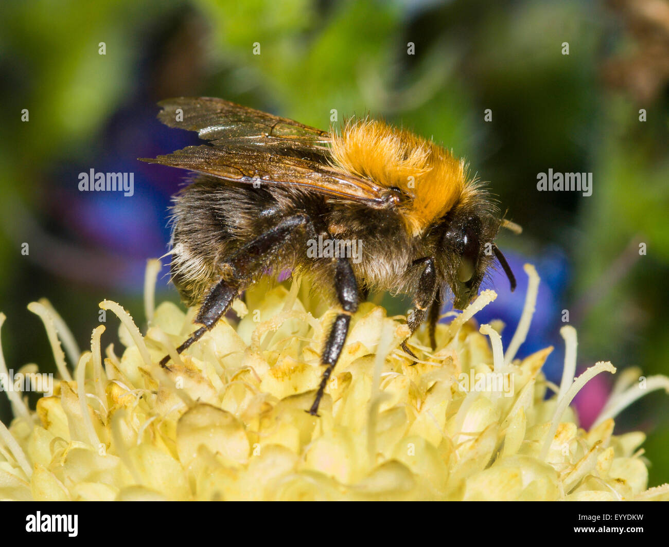 Tree Bumblebee, New Garden Bumblebee (Bombus hypnorum, Psithyrus hypnorum), foraging on Cephalaria gigantea, Germany Stock Photo