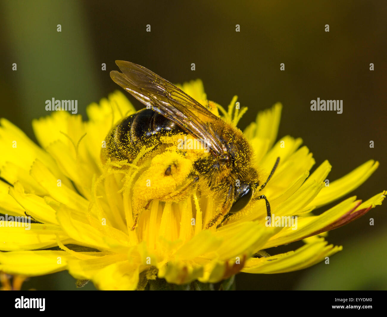 burrowing bee (Andrena polita), female foraging on haeksbeard (Crepis spec.), Germany Stock Photo