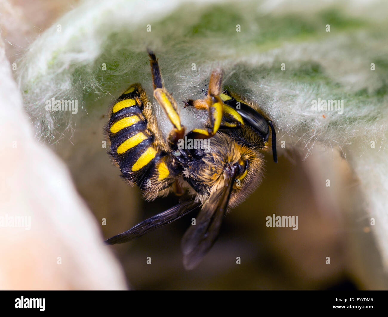 wool carder bee (Anthidium manicatum), female scraping hair from leaves of Woolly Betony (Stachys byzantina), Germany Stock Photo
