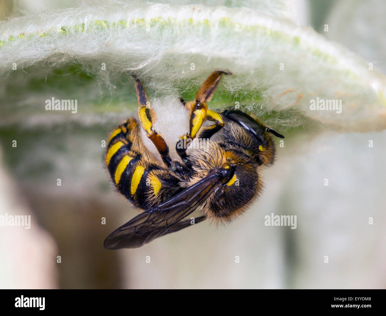 wool carder bee (Anthidium manicatum), female scraping hair from leaves of Woolly Betony (Stachys byzantina), Germany Stock Photo