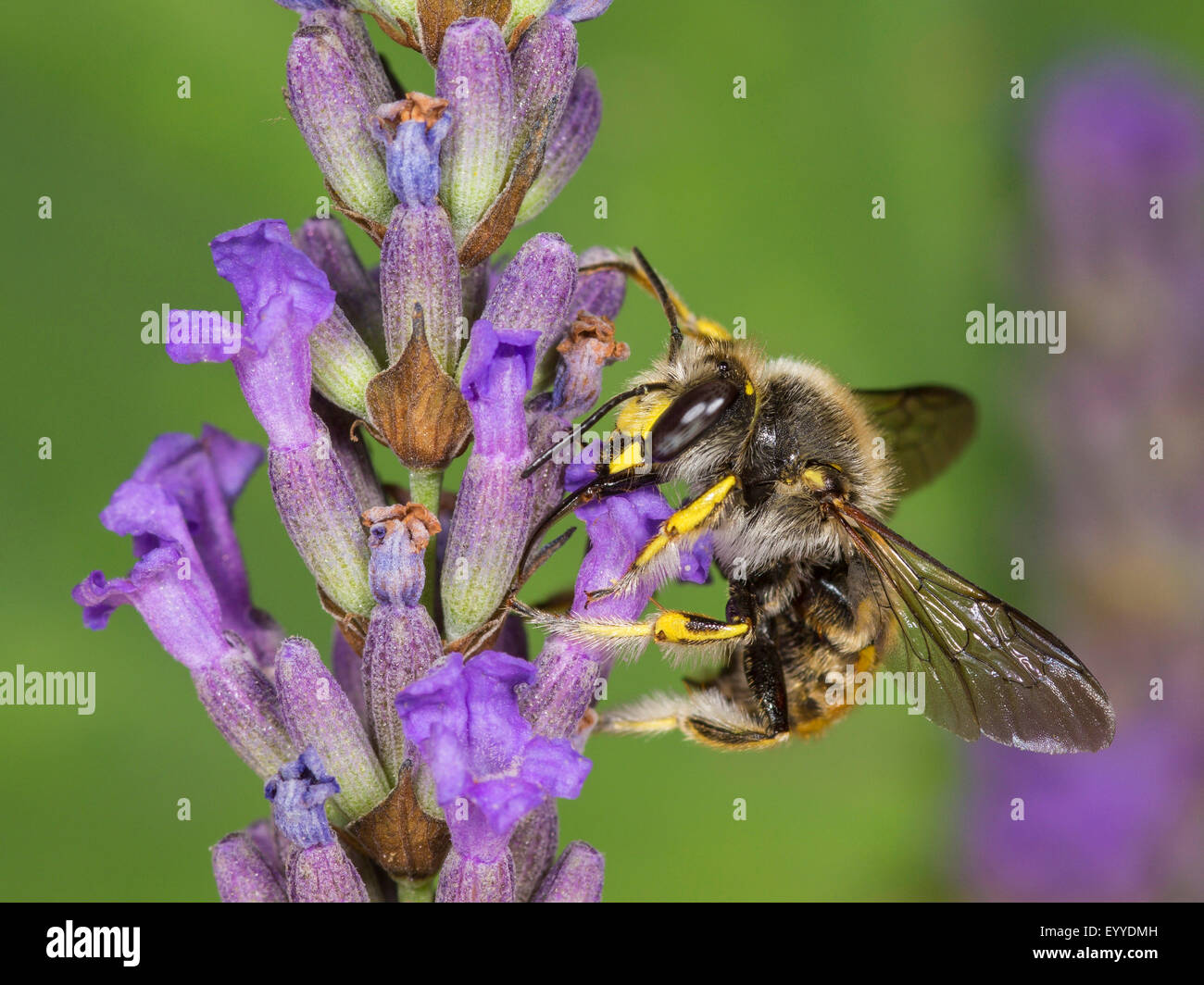 Wool carder bee (Anthidium manicatum), female foraging on English lavender (Lavandula angustifolia), Germany Stock Photo