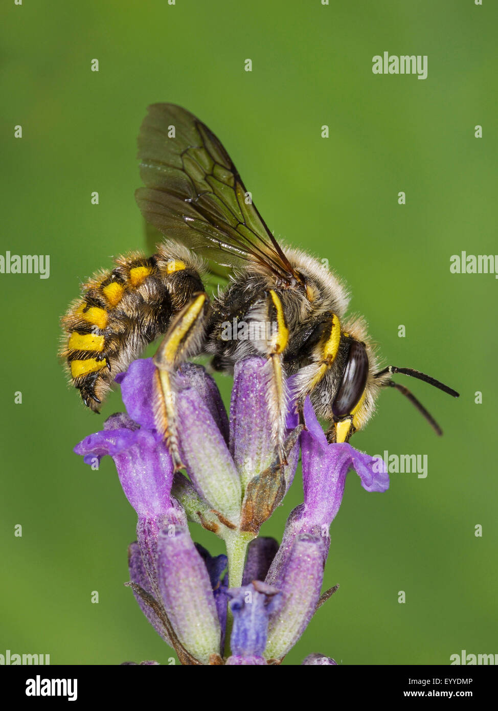 Wool carder bee (Anthidium manicatum), female foraging on English lavender (Lavandula angustifolia), Germany Stock Photo