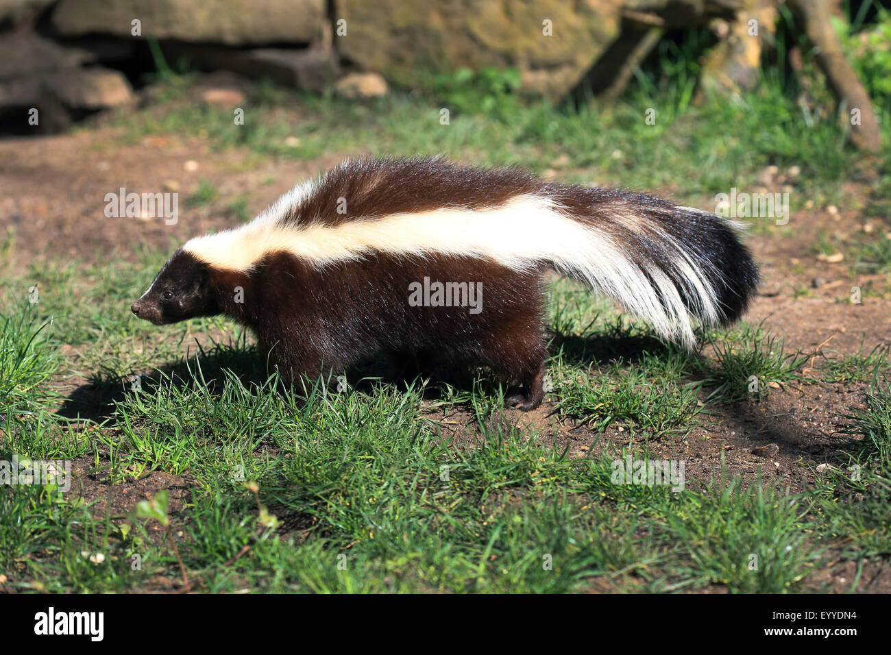striped skunk (Mephitis mephitis), in a meadow Stock Photo