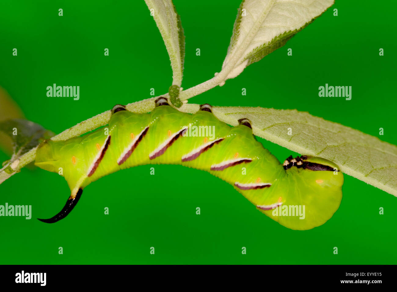 privet hawkmoth (Sphinx ligustri), caterpillar, Austria, Burgenland Stock Photo