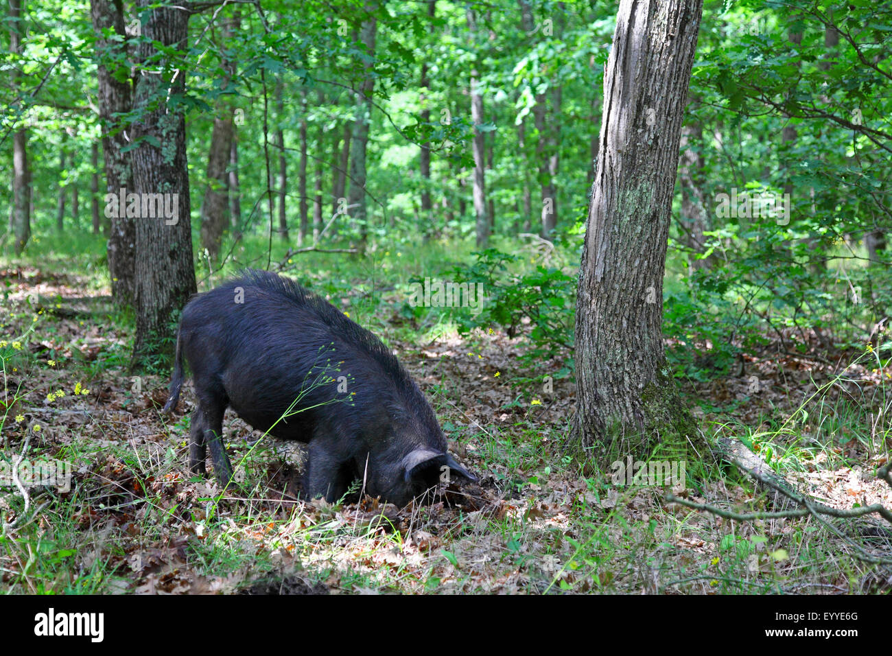 domestic pig (Sus scrofa f. domestica), sow looking for food in an oak forest, Bulgaria Stock Photo