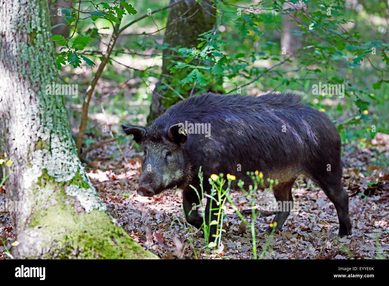 domestic pig (Sus scrofa f. domestica), sow looking for food in an oak forest, Bulgaria Stock Photo