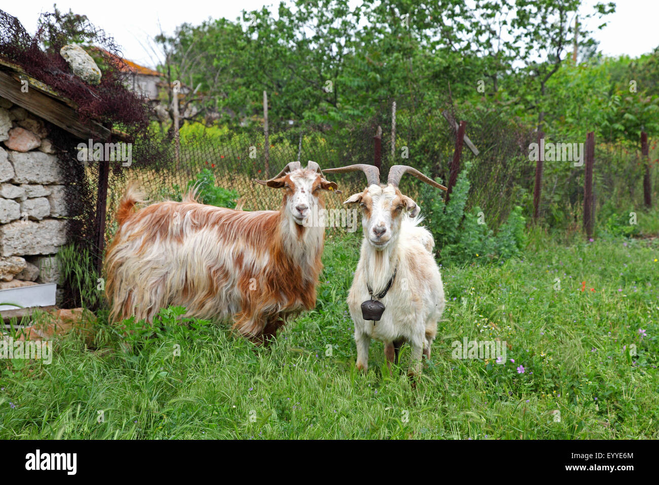 domestic goat (Capra hircus, Capra aegagrus f. hircus), two goats standing on high grass, Bulgaria, Kamen Bryag Stock Photo
