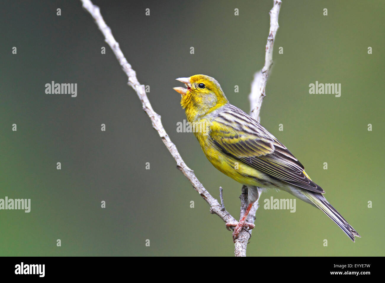 Island canary (Serinus canaria), male singing, Canary Islands, La Palma Stock Photo