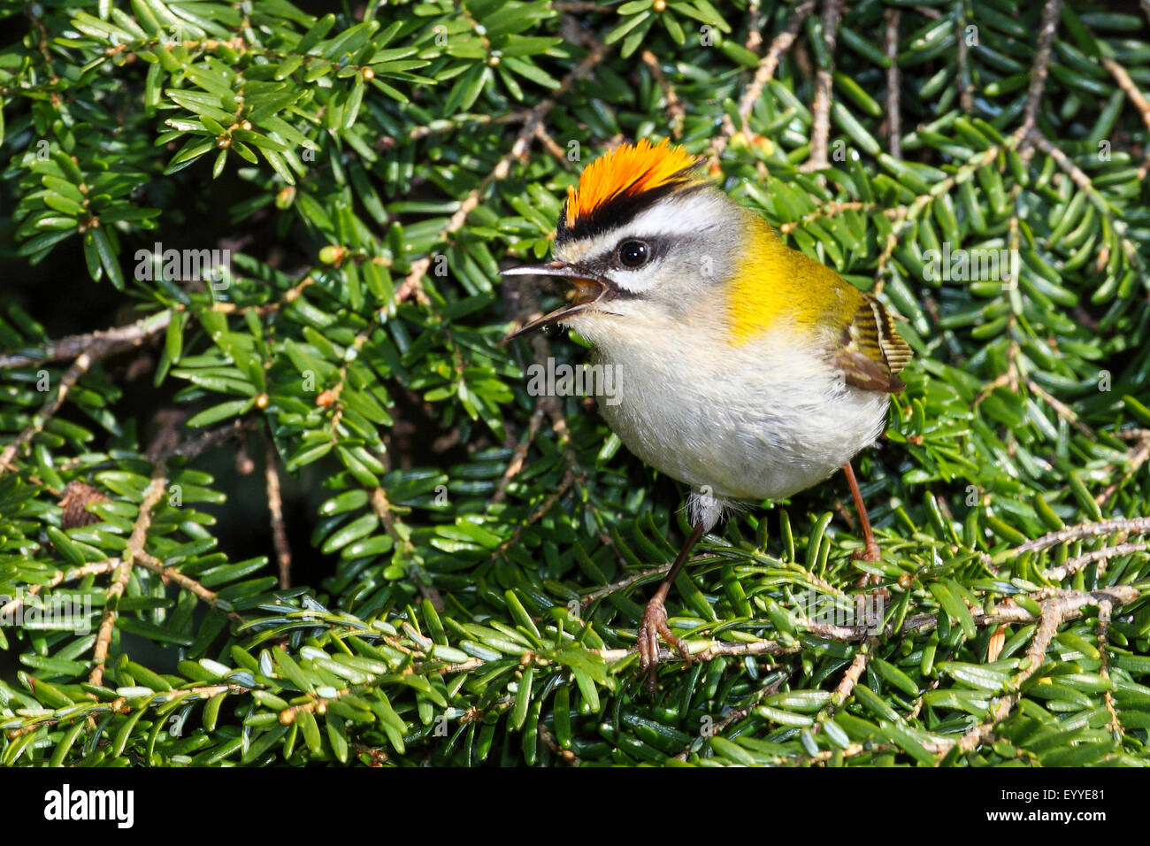 firecrest (Regulus ignicapillus), singing on a , Germany Stock Photo