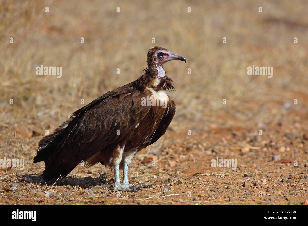 hooded vulture (Necrosyrtes monachus), standing on the ground, South Africa, Krueger National Park Stock Photo