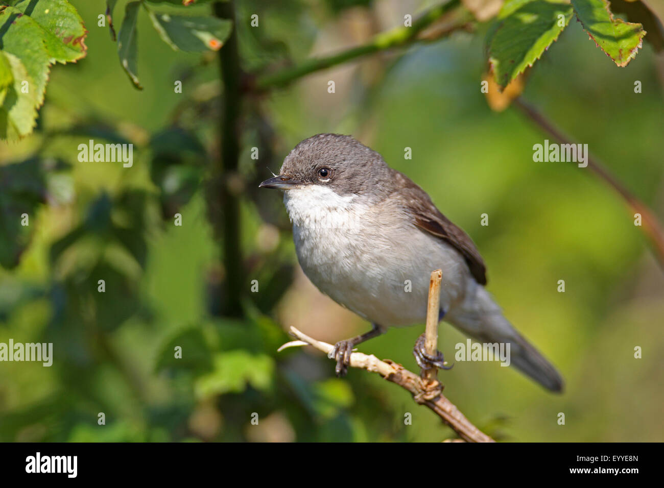 lesser whitethroat (Sylvia curruca), male sitting in a bush, Netherlands, Texel Stock Photo