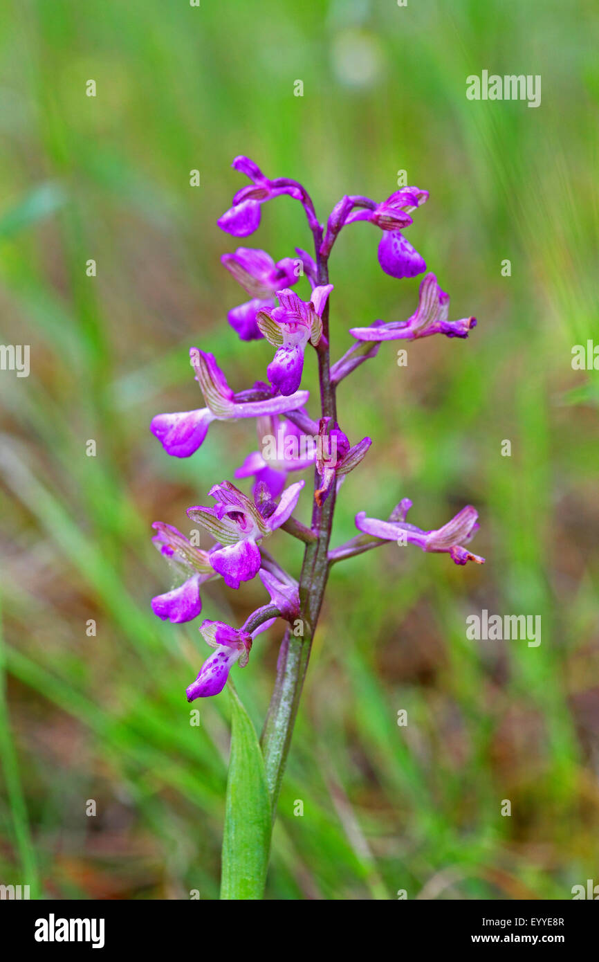 Albanian orchid, Green-winged orchid, Green-winged meadow orchid (Orchis morio ssp. albanica), blossom, Greece, Lesbos, Agiassos Stock Photo