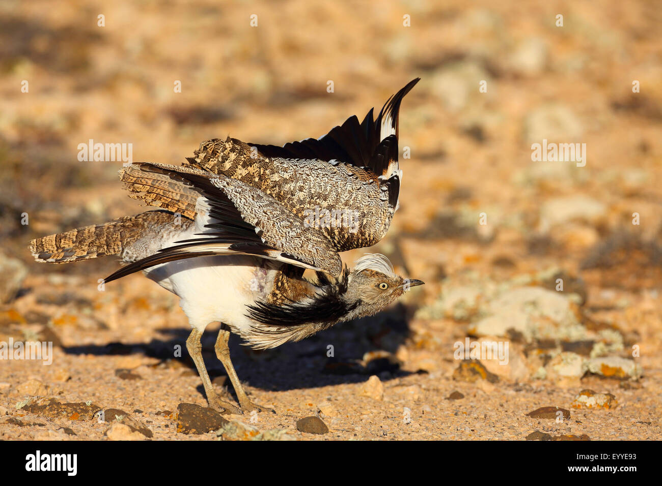 houbara bustard (Chlamydotis undulata fuerteventurae), male stretching the wings, Canary Islands, Fuerteventura Stock Photo