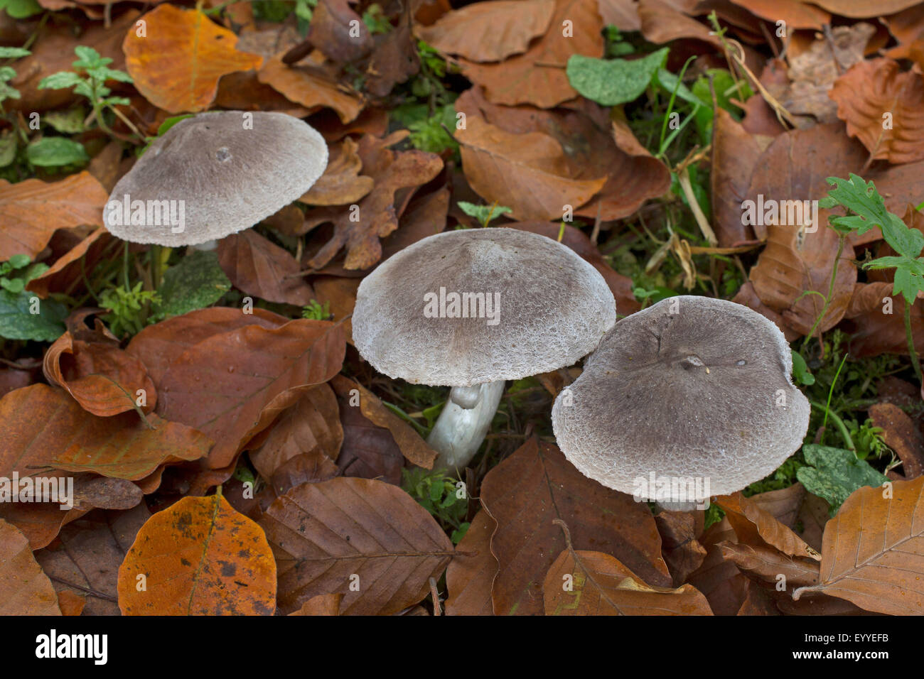 Grey knight, Dirty tricholoma (Tricholoma terreum, Tricholoma myomyces), with leaves, Germany Stock Photo