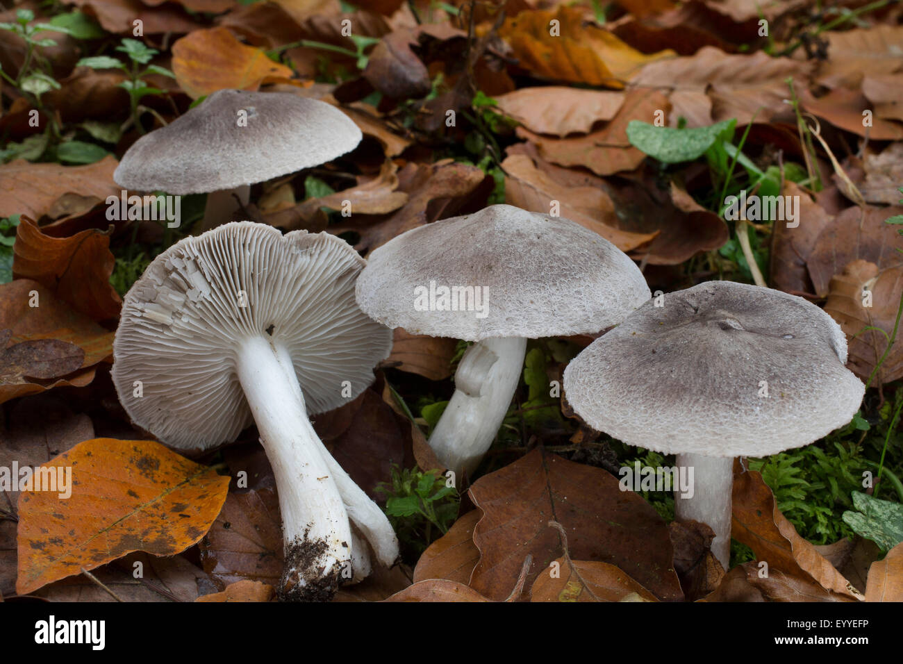 Grey knight, Dirty tricholoma (Tricholoma terreum, Tricholoma myomyces), with leaves, Germany Stock Photo