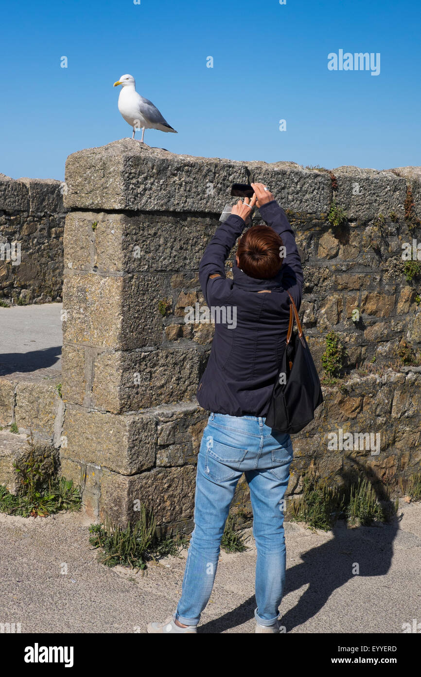 Woman using a mobile phone to take a picture of a seagull at St Ives, Cornwall, England, UK Stock Photo