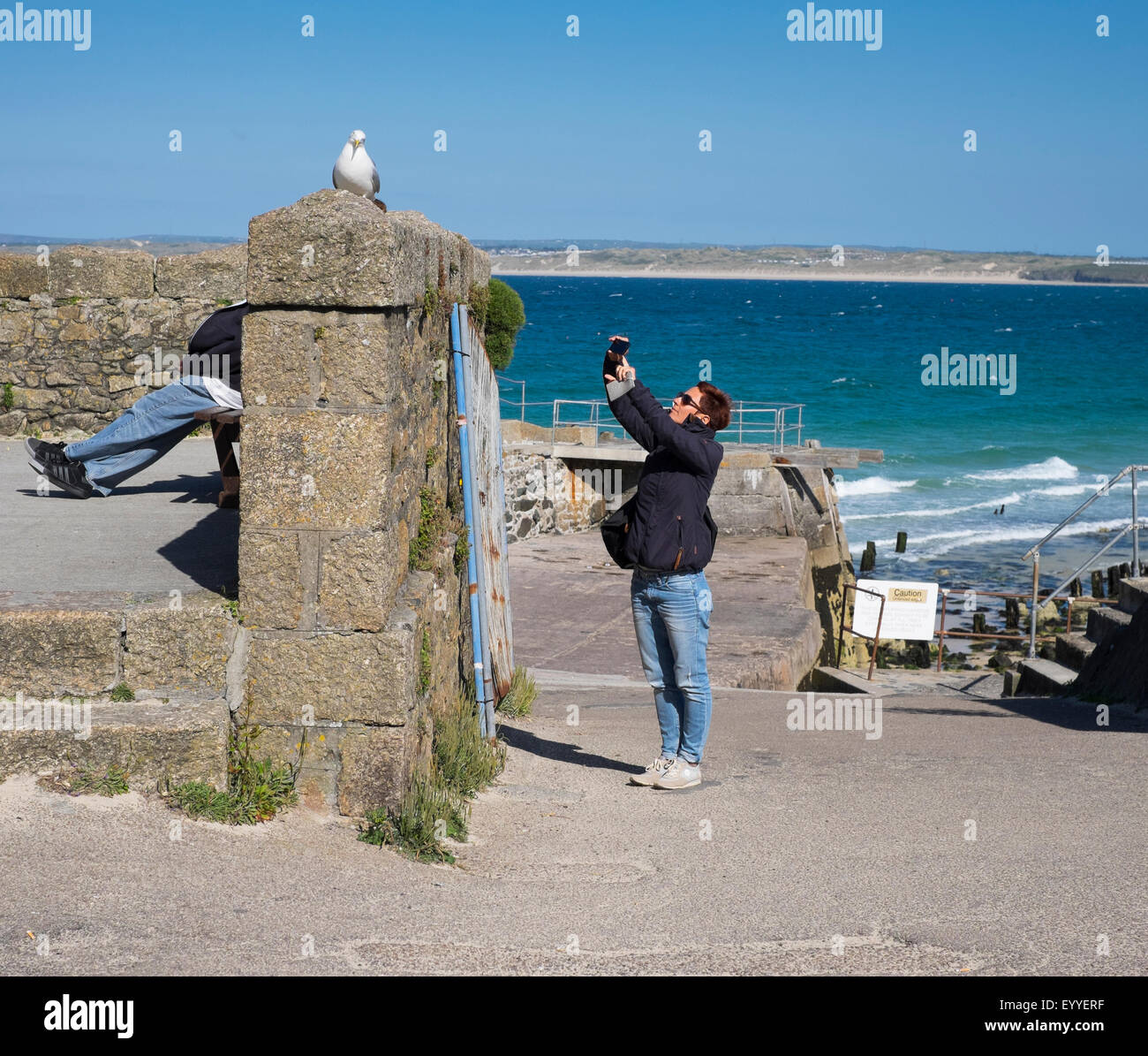 Woman taking a photograph of a herring gull on the seafront at St Ives, Cornwall, England, UK Stock Photo