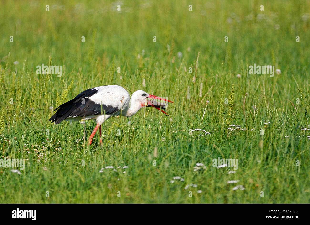 white stork (Ciconia ciconia), on the feed in a meadow with caught mouse in the bill, Germany Stock Photo