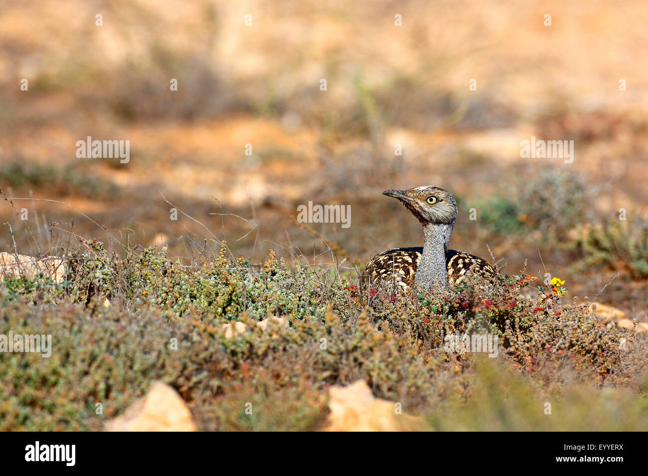 houbara bustard (Chlamydotis undulata fuerteventurae), houbara bustard sits on the ground, Canary Islands, Fuerteventura Stock Photo