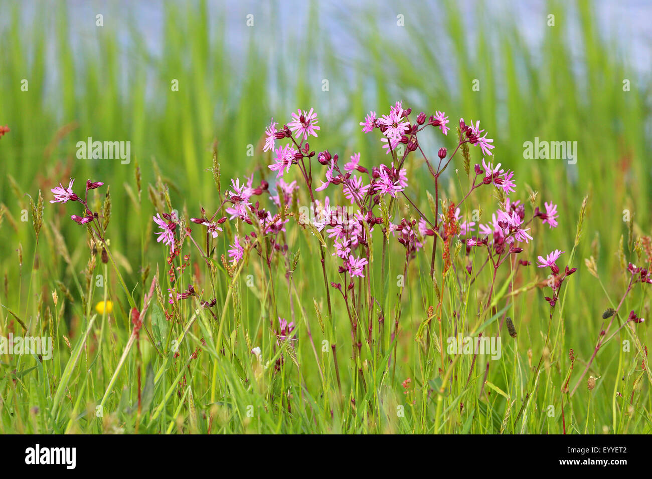Meadow campion, Ragged-robin (Lychnis flos-cuculi, Silene flos-cuculi), group of flowering plants, Netherlands, Frisia Stock Photo
