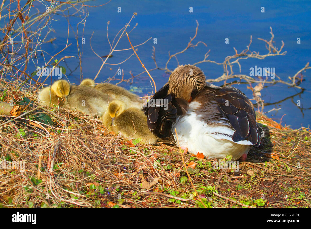 Sleeping goose hires stock photography and images Alamy