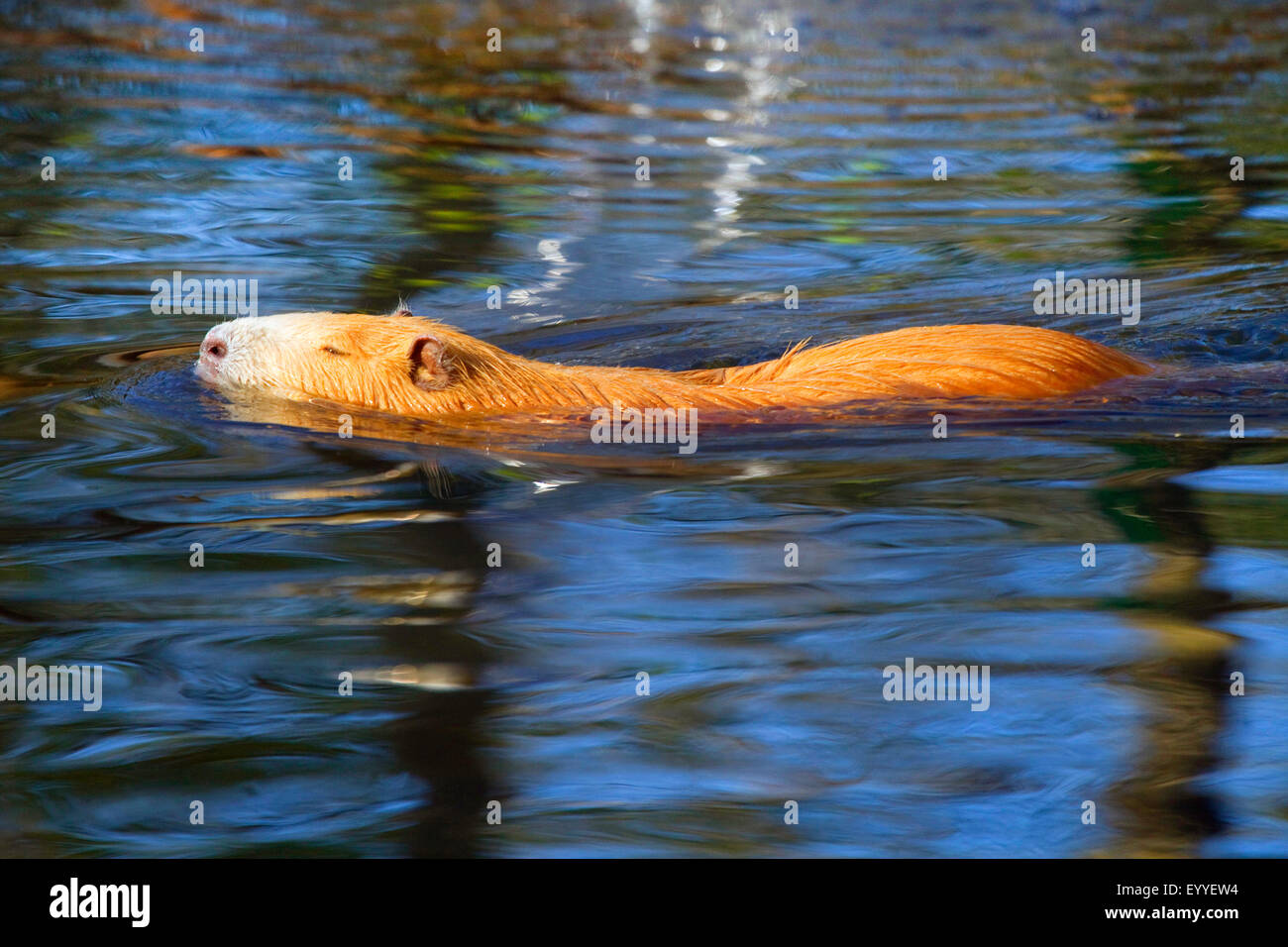 coypu, nutria (Myocastor coypus), swimming young animal with colour deviation, Germany, North Rhine-Westphalia Stock Photo
