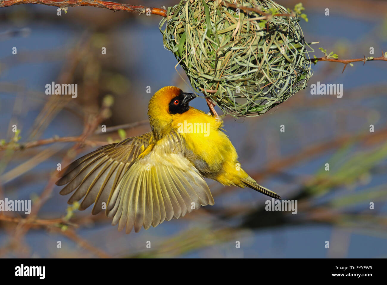 African masked weaver (Ploceus velatus), male builts at a nest, South Africa, North West Province, Pilanesberg National Park Stock Photo