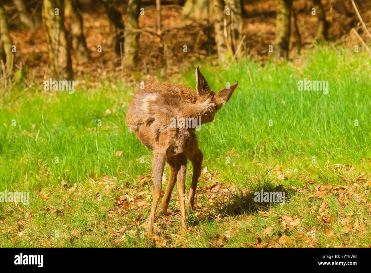 roe deer (Capreolus capreolus), roe deer changing fur, Germany, North