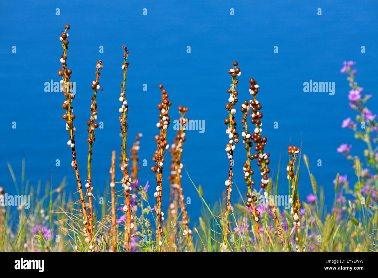 sandhill snail, white gardensnail, Mediterranean sand snail, Mediterranean white snail (Theba pisana), numerous snails sit at plant stems, Bulgaria, Kaliakra Stock Photo