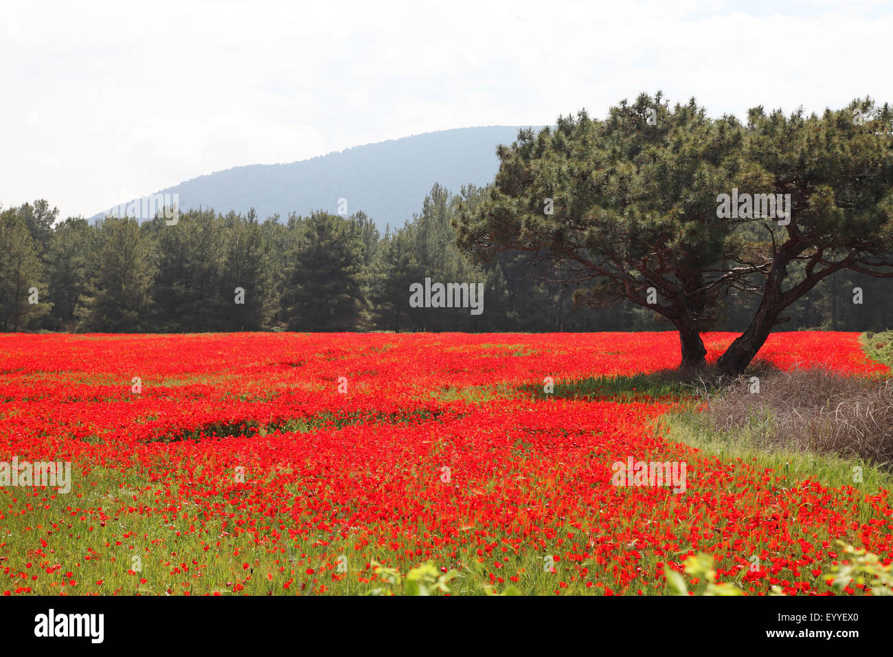 Common poppy, Corn poppy, Red poppy (Papaver rhoeas), Common poppy field near Achladeri, Greece, Lesbos Stock Photo