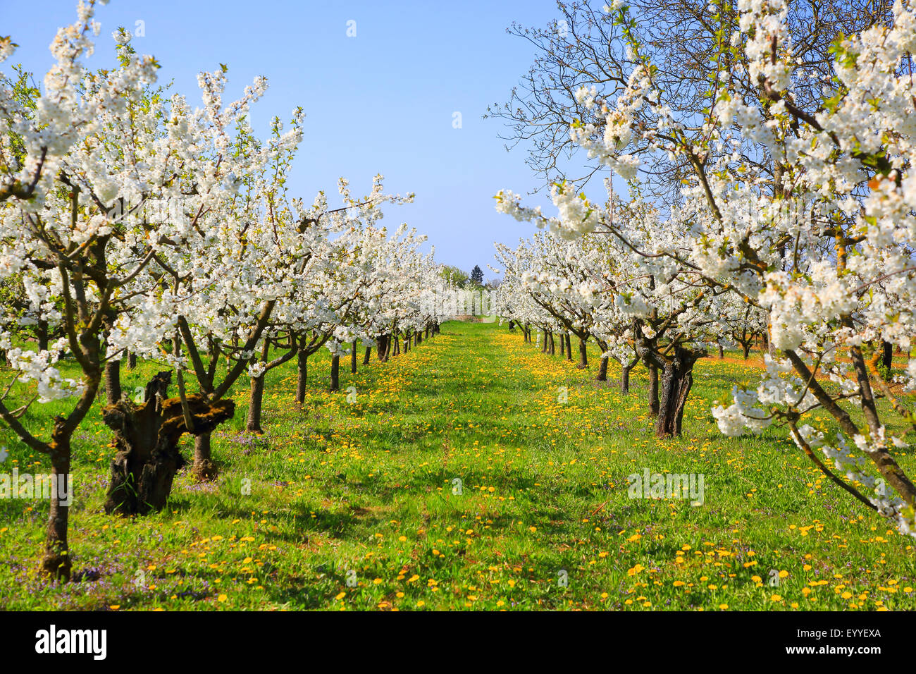 Cherry tree, Sweet cherry (Prunus avium), flowering cherry plantation, Germany Stock Photo