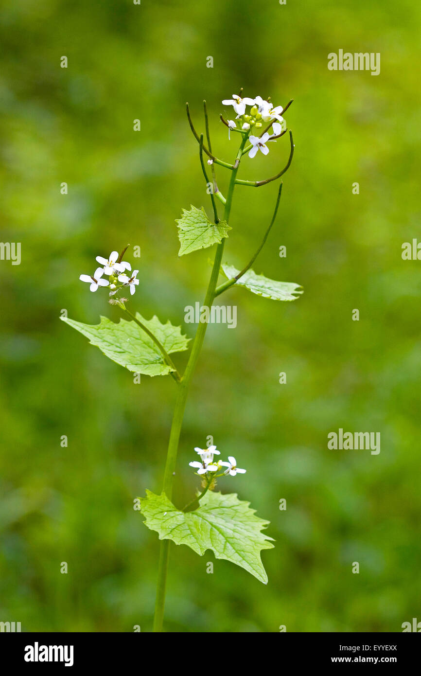 Garlic mustard, Hedge Garlic, JackbytheHedge (Alliaria petiolata), flowering, Germany Stock