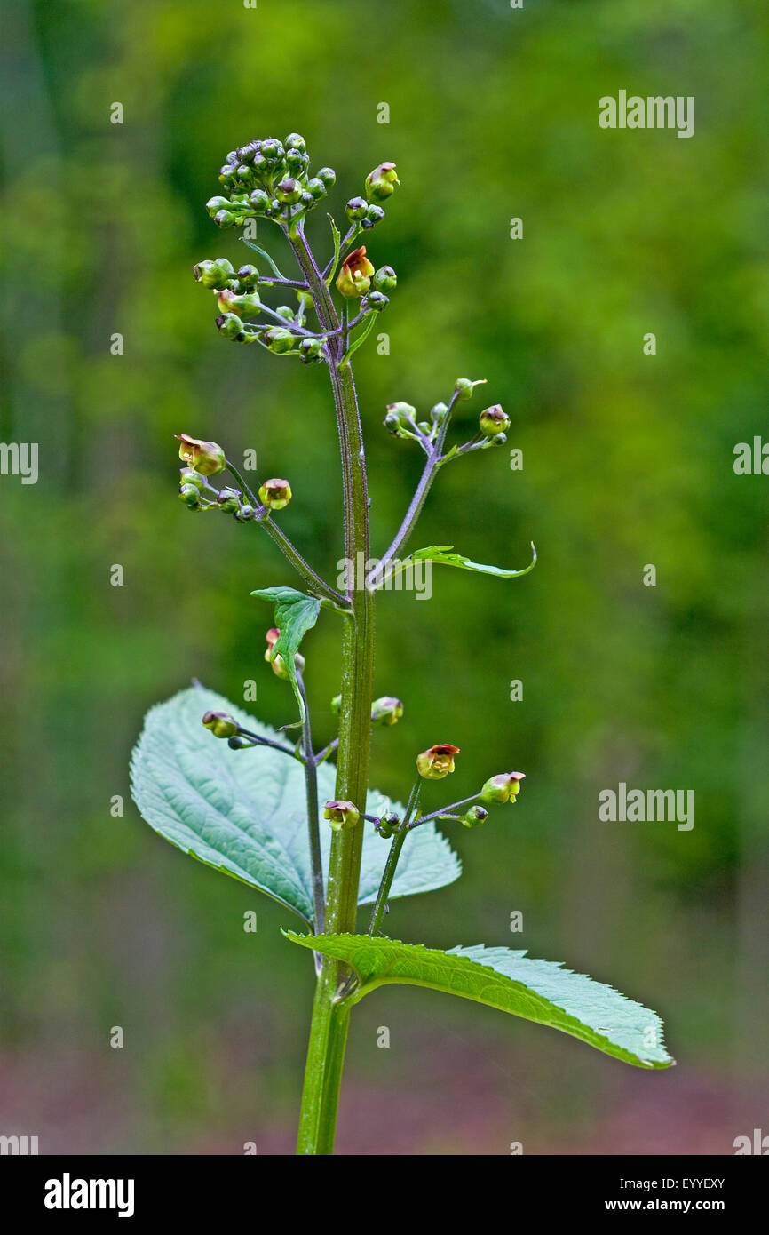 common figwort, knotted figwort (Scrophularia nodosa), inflorescence with flowers and flower buds, Germany Stock Photo