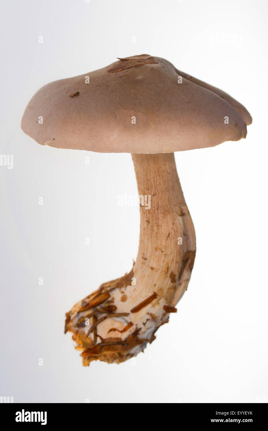 Clouded Funnel, clouded agaric, cloud funnel (Clitocybe nebularis, Lepista nebularis), fruiting body, cut out, Germany Stock Photo