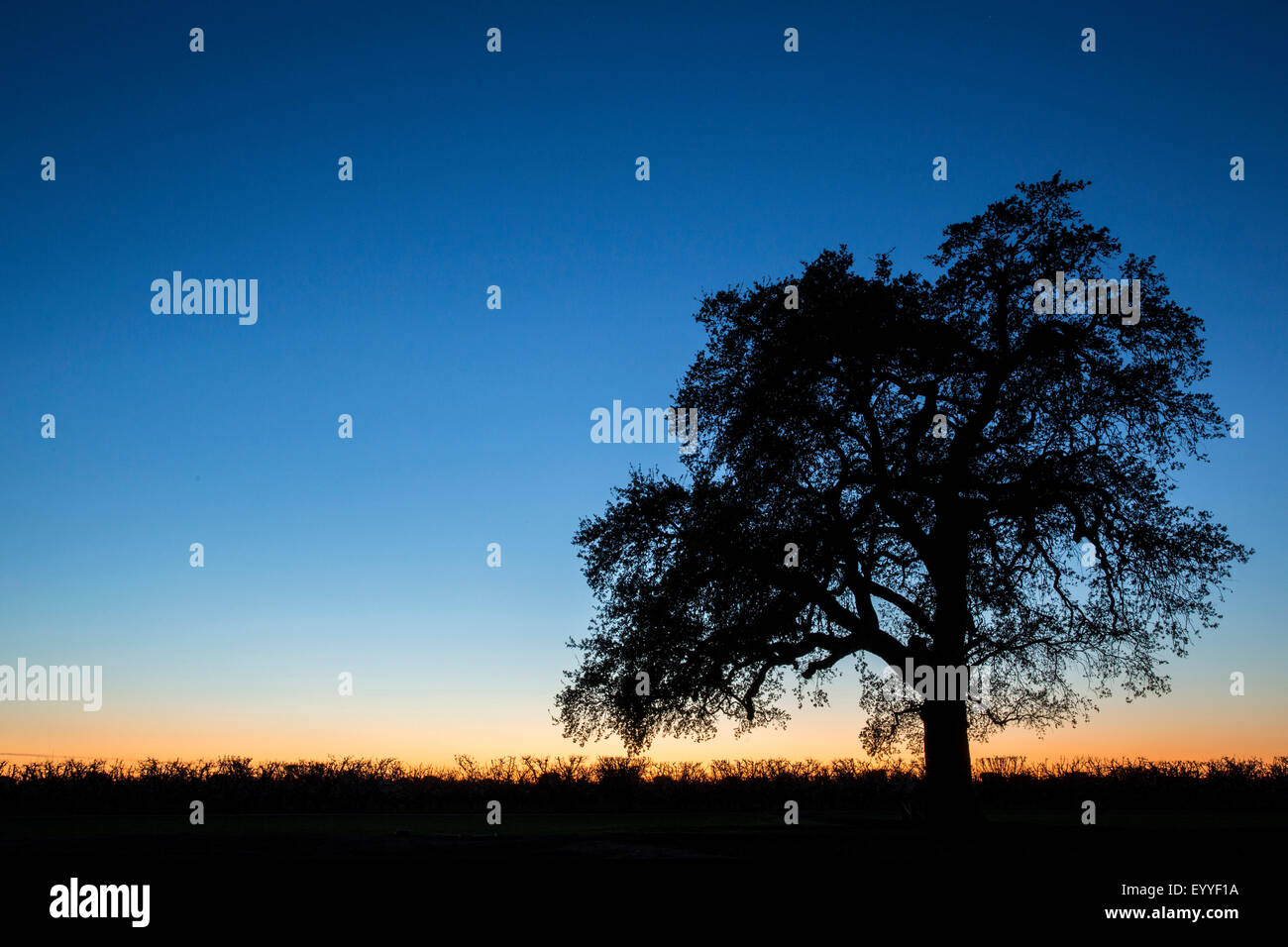 Old oak sunrise silhouette hi-res stock photography and images - Alamy