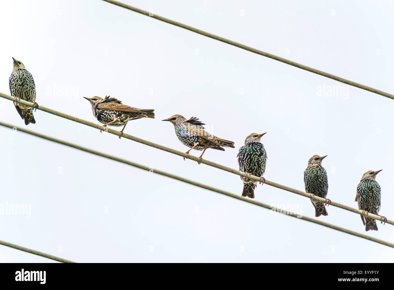 common starling (Sturnus vulgaris), starlings on a high-tension line, Germany, North Rhine-Westphalia Stock Photo