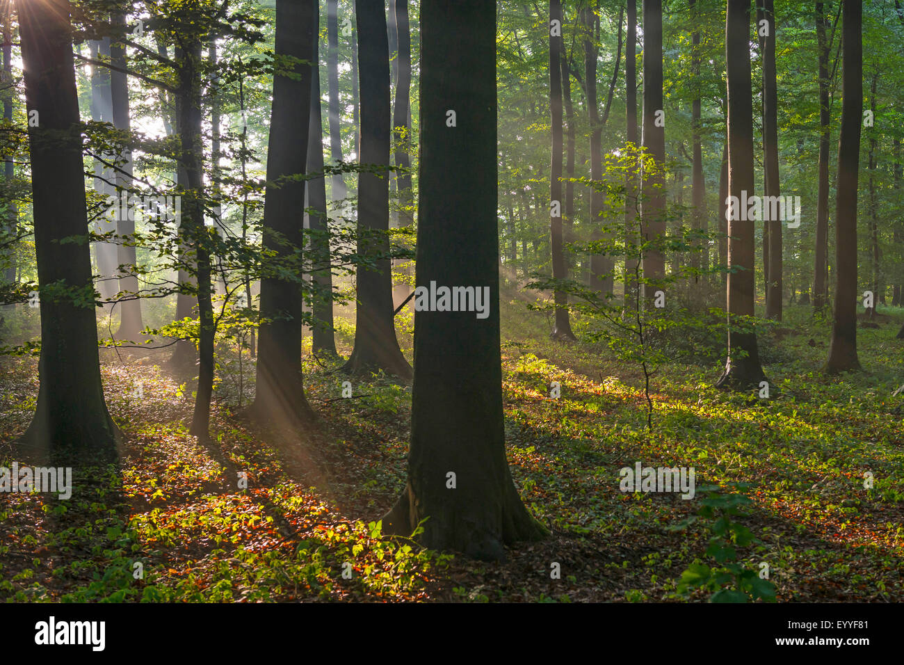 beech (Fagus spec), sun beam in a beech forest in spring, Germany, North Rhine-Westphalia Stock Photo