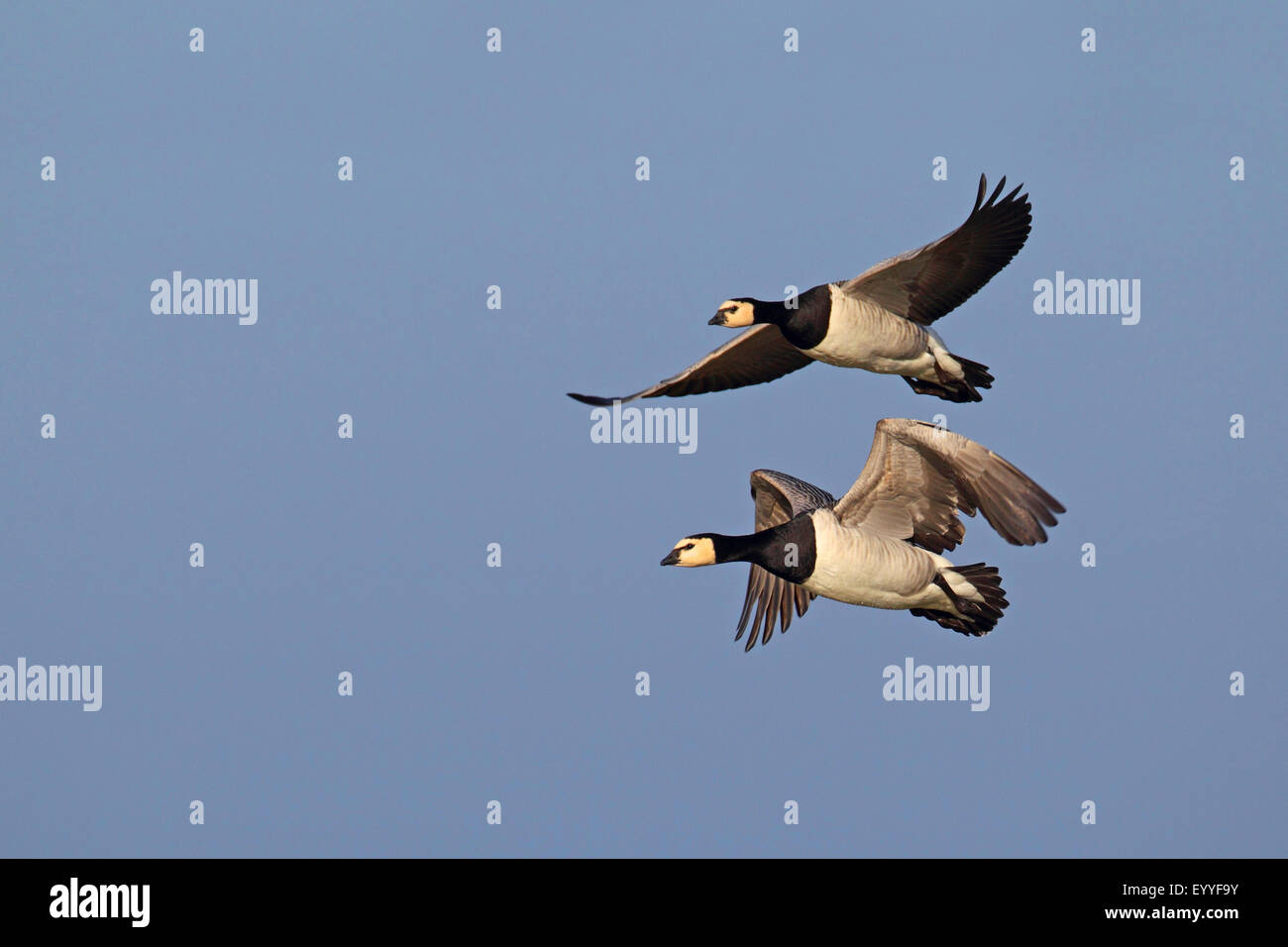 barnacle goose (Branta leucopsis), pair flying, Netherlands, Frisia Stock Photo