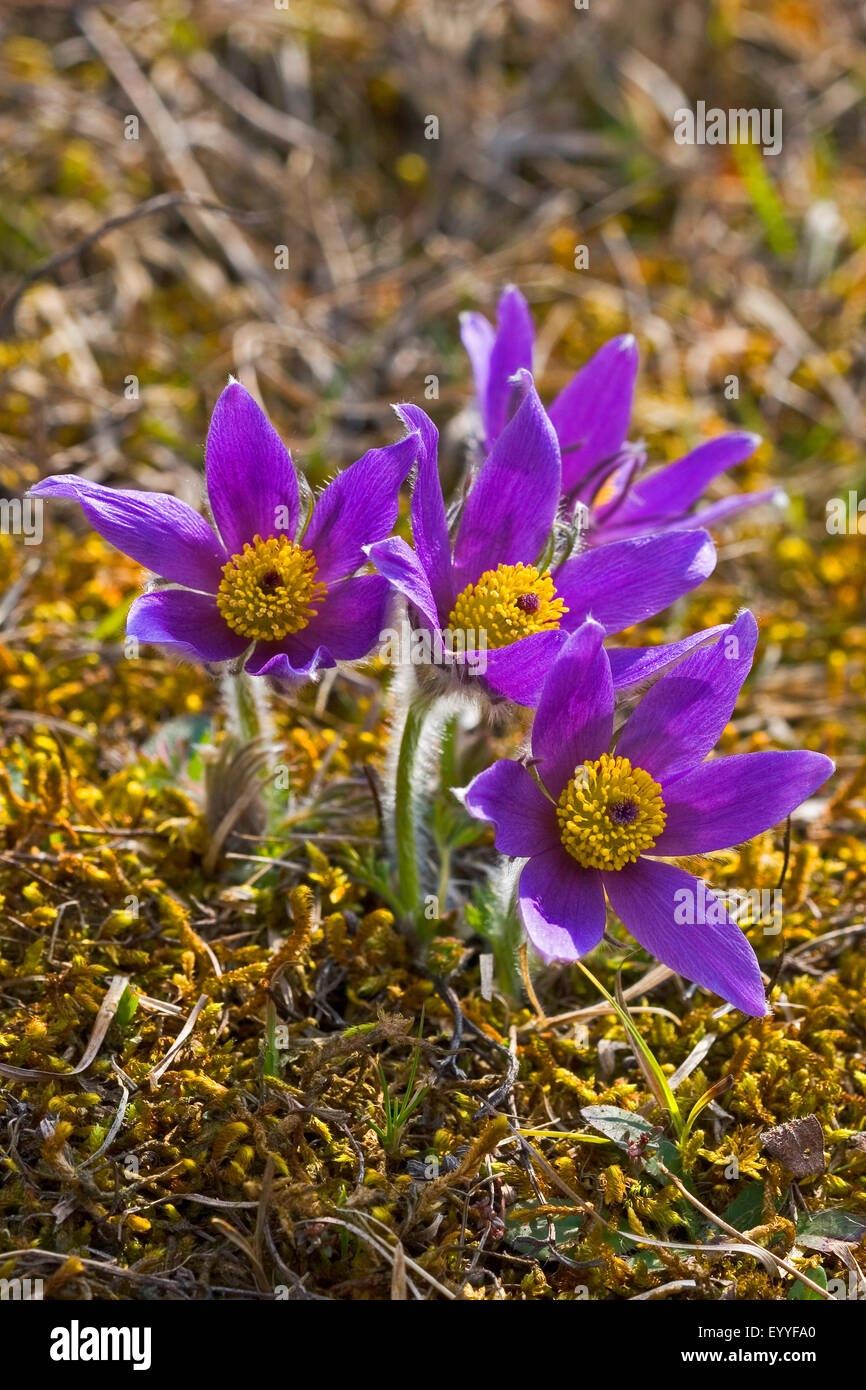 pasque flower (Pulsatilla vulgaris), flowering pasque flowers , Germany Stock Photo