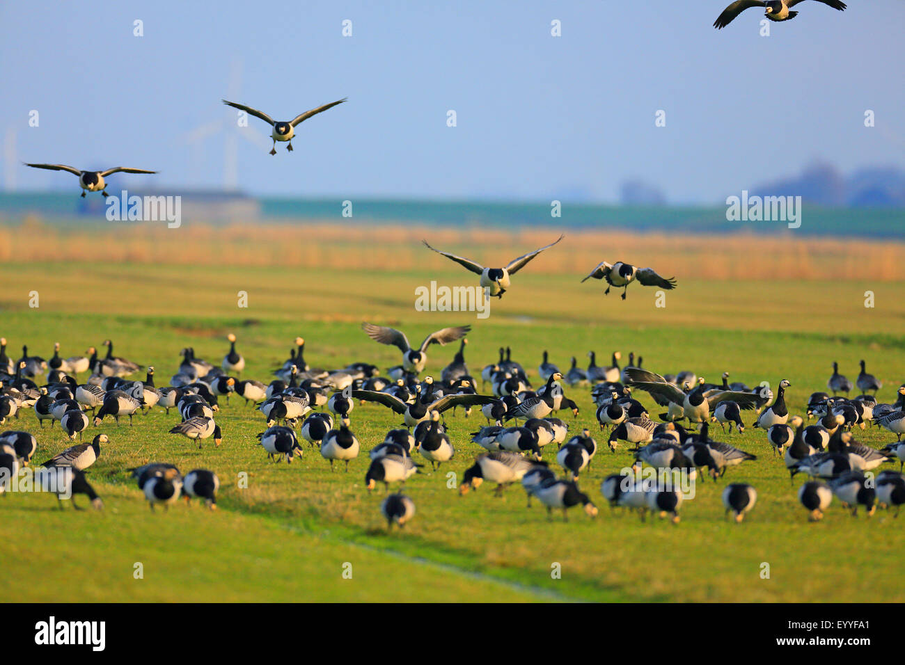 barnacle goose (Branta leucopsis), to a flock of grazing goose more birds land, Netherlands, Frisia Stock Photo