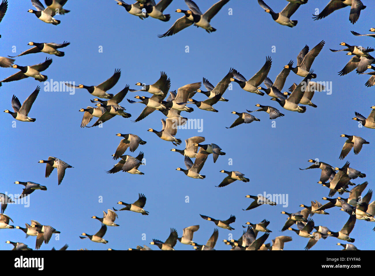 barnacle goose (Branta leucopsis), flying flock, Netherlands, Frisia Stock Photo