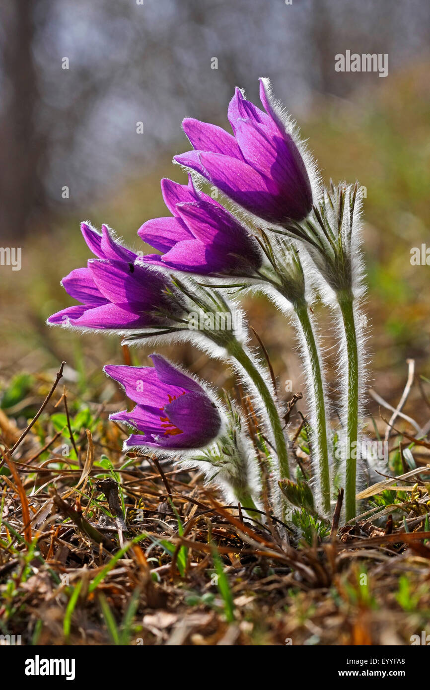 pasque flower (Pulsatilla vulgaris), flowering pasque flowers, Germany Stock Photo