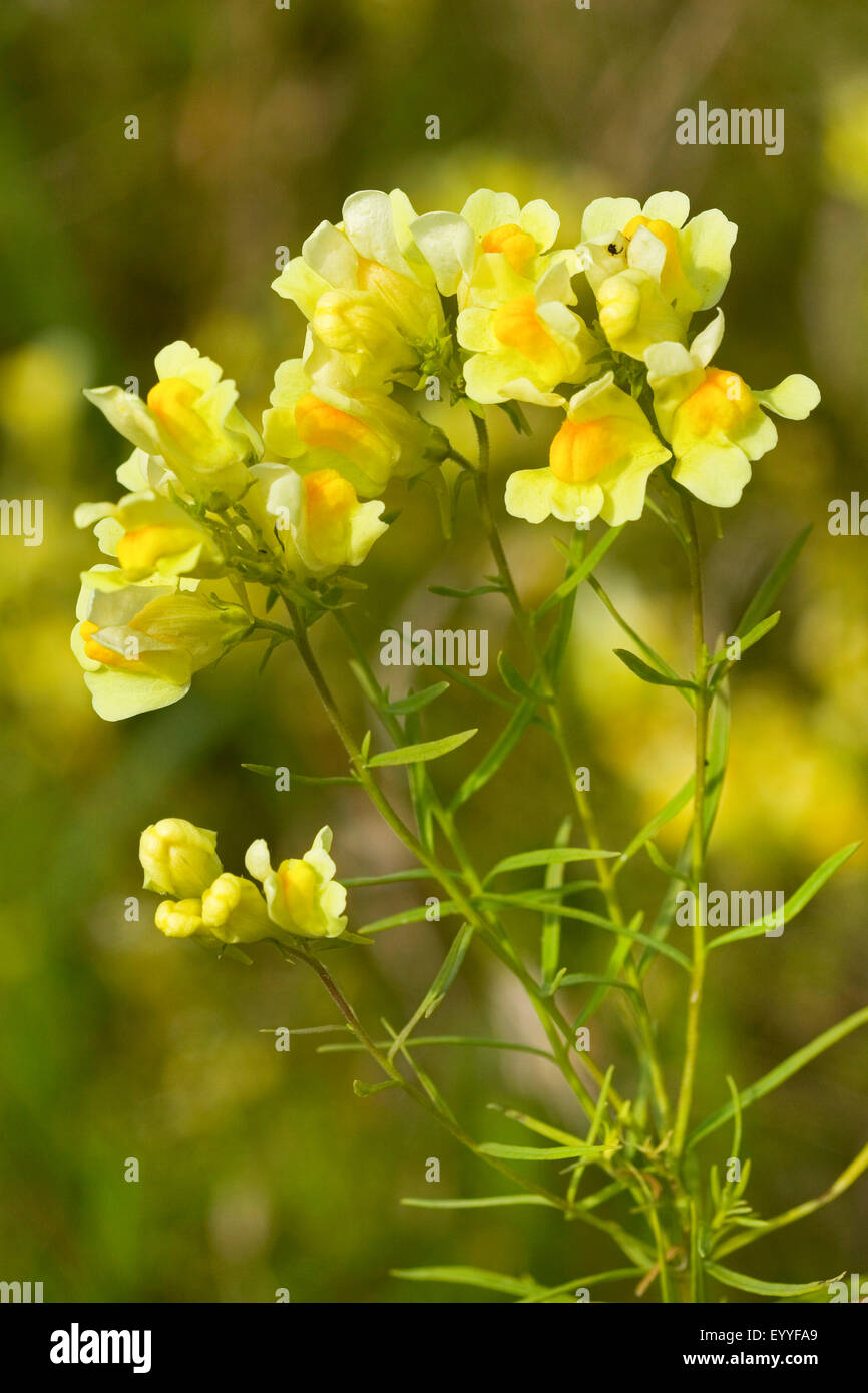 common toadflax, yellow toadflax, ramsted, butter and eggs (Linaria