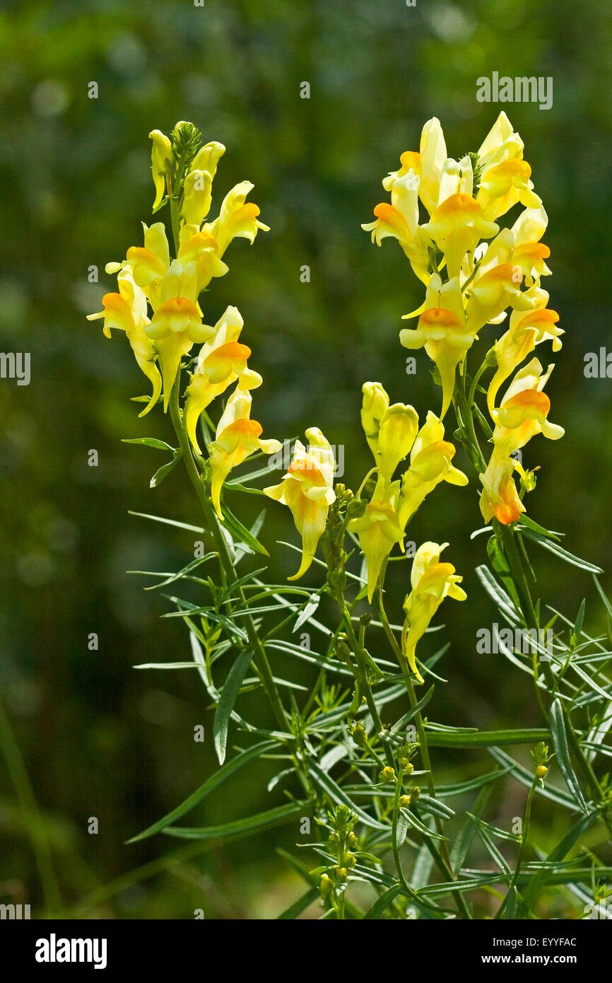 common toadflax, yellow toadflax, ramsted, butter and eggs (Linaria